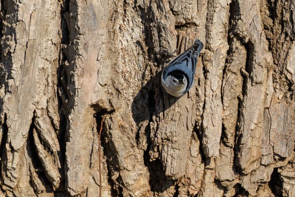 White-breasted Nuthatch