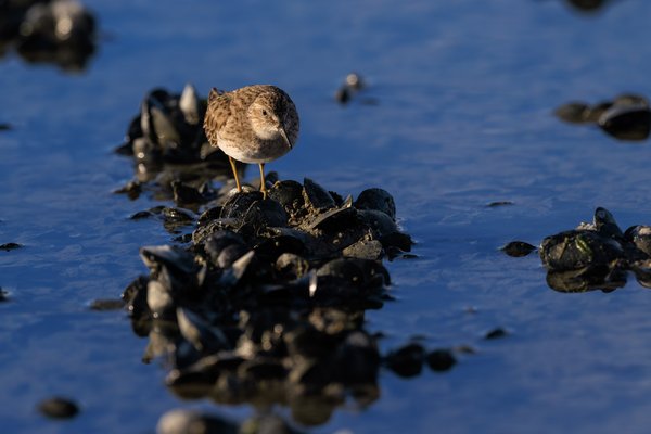 Least Sandpiper