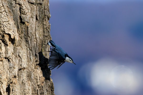 White-breasted Nuthatch