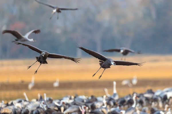 White-naped Crane