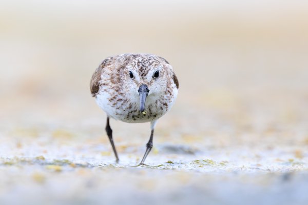 Semipalmated Sandpiper