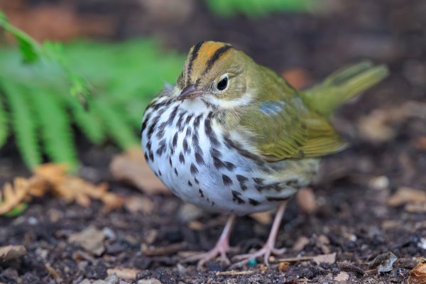 Ovenbird