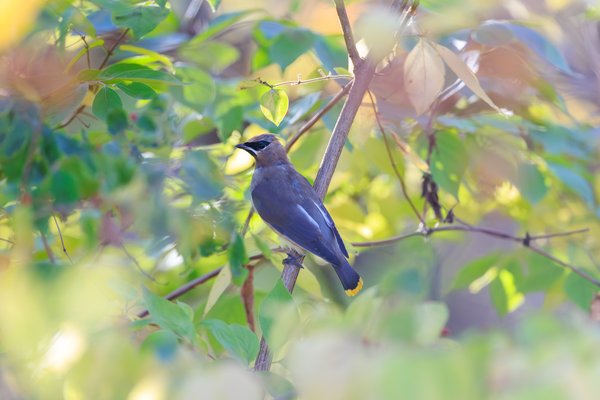 Cedar Waxwing