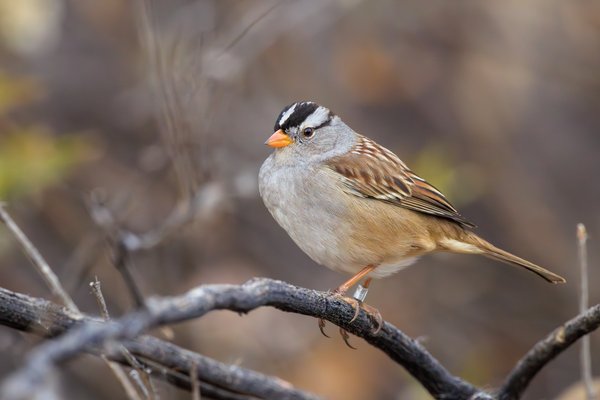 White-crowned Sparrow