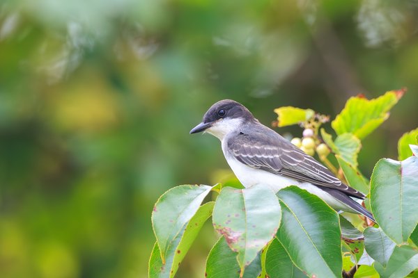 Eastern Kingbird