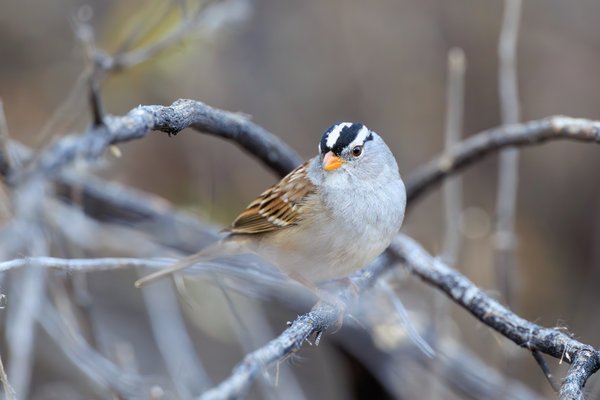 White-crowned Sparrow