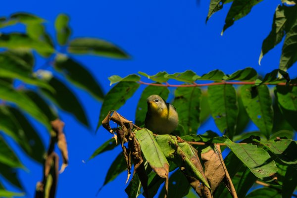 Northern Parula