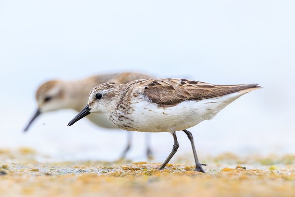Semipalmated Sandpiper