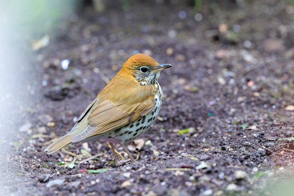 Ovenbird
