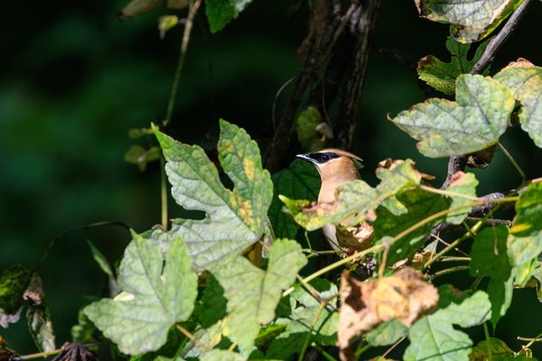 Cedar Waxwing