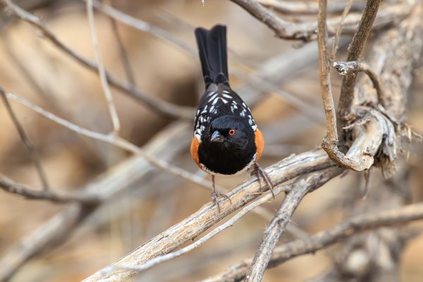 Spotted Towhee