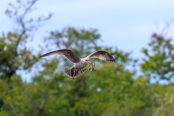 Herring Gull