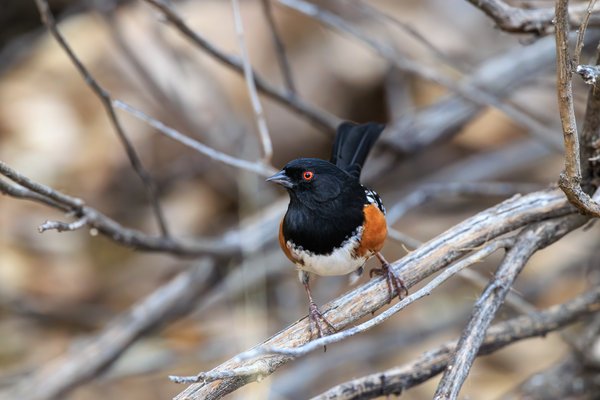 Spotted Towhee
