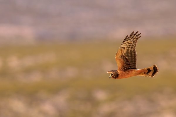 Northern Harrier