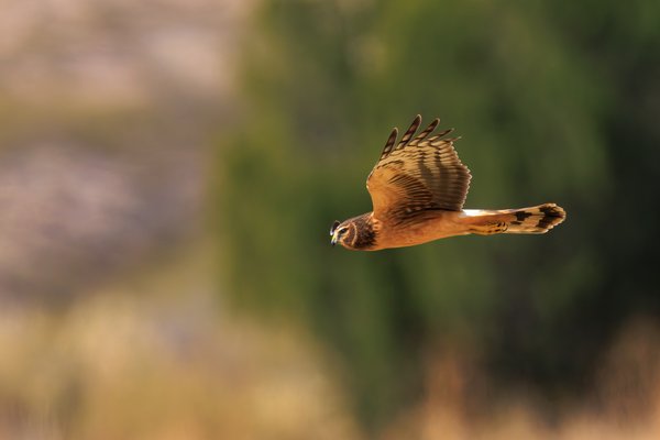 Northern Harrier