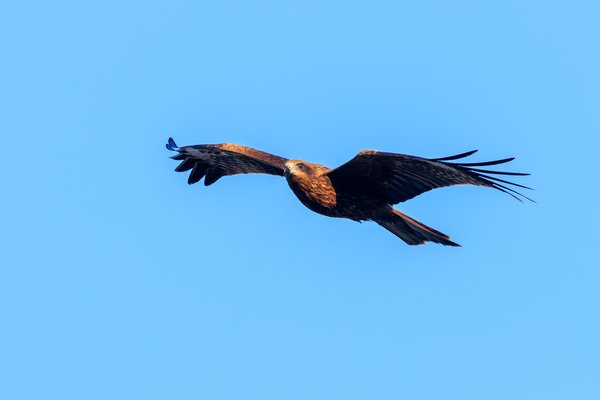 Black Kite