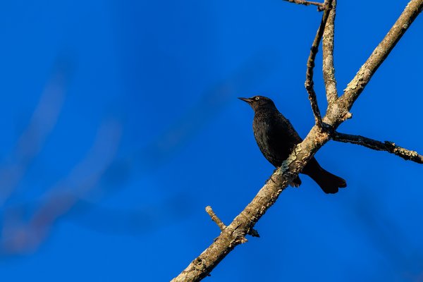 Rusty Blackbird