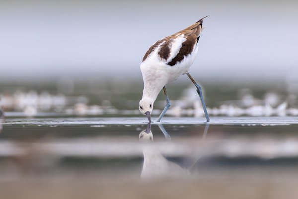American Avocet