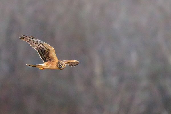 Northern Harrier
