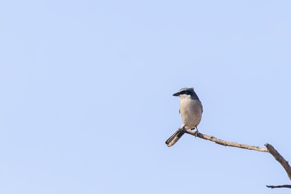 Loggerhead Shrike