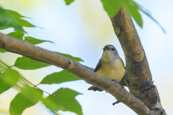 American Redstart