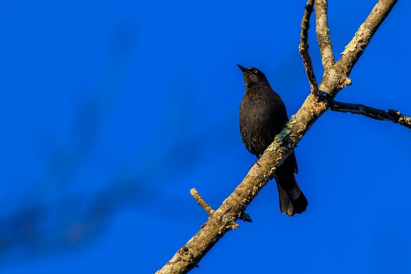 Rusty Blackbird