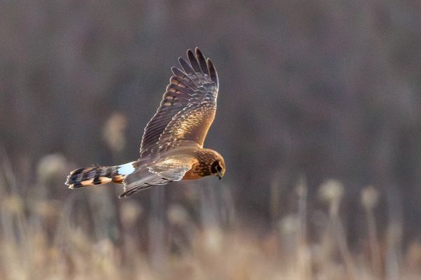 Northern Harrier