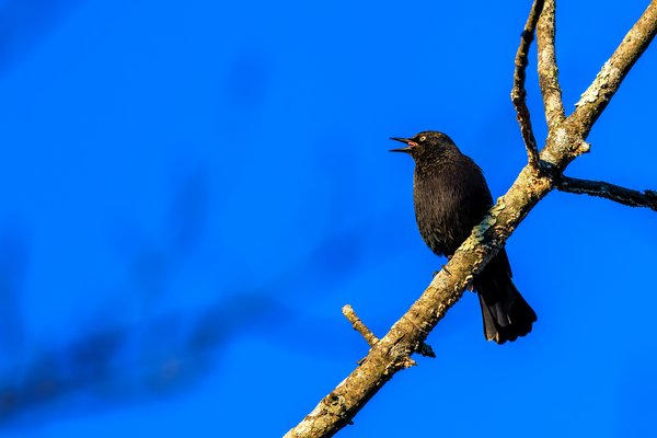 Rusty Blackbird