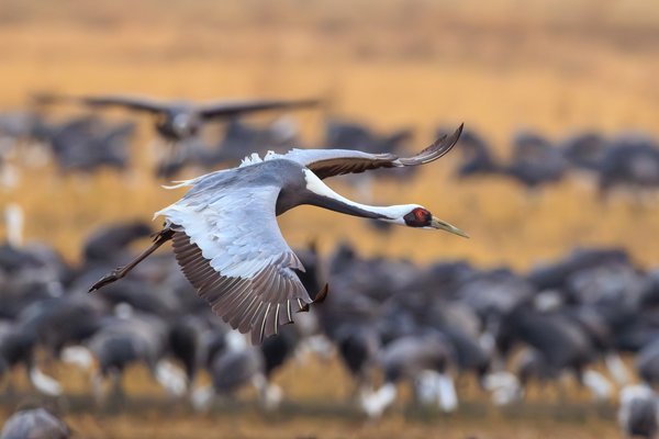 White-naped Crane
