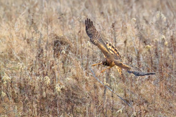 Northern Harrier