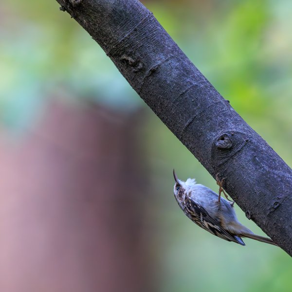 Brown Creeper