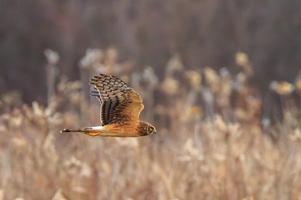 Northern Harrier