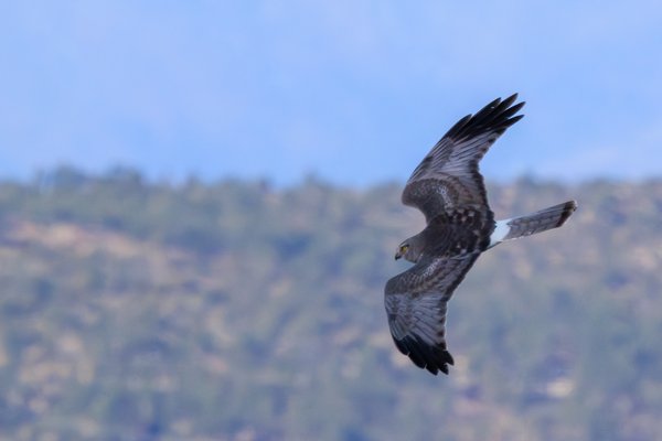 Northern Harrier