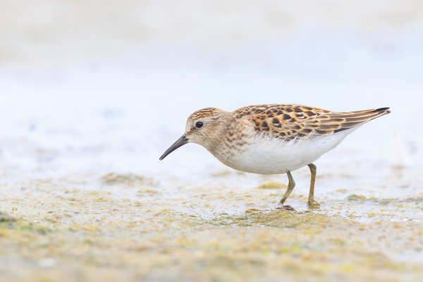 Least Sandpiper