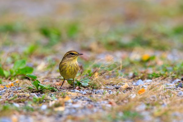 Palm Warbler