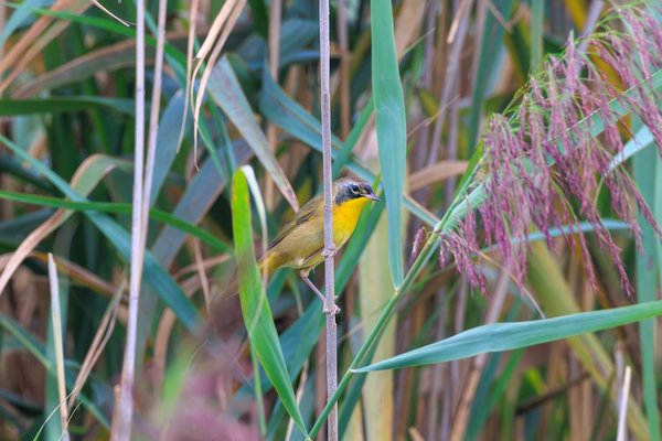 Common Yellowthroat