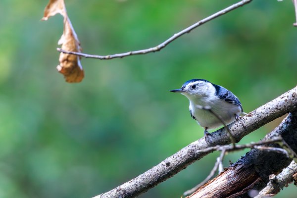 White-breasted Nuthatch
