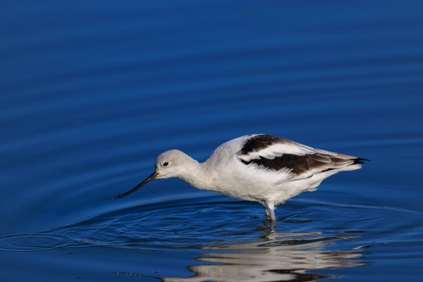 American Avocet