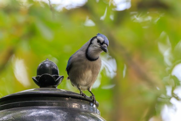 Blue Jay