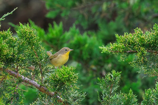 Common Yellowthroat