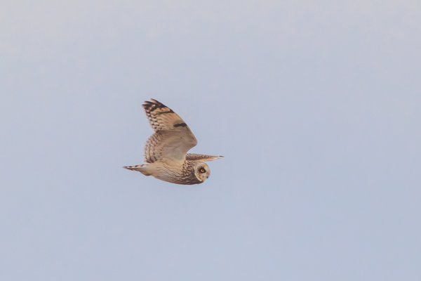 Short-eared Owl