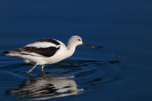 American Avocet