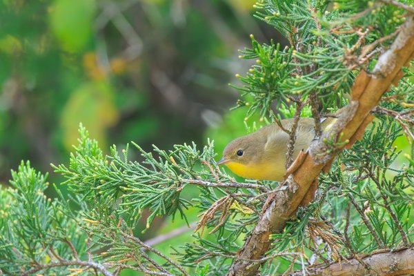 Common Yellowthroat