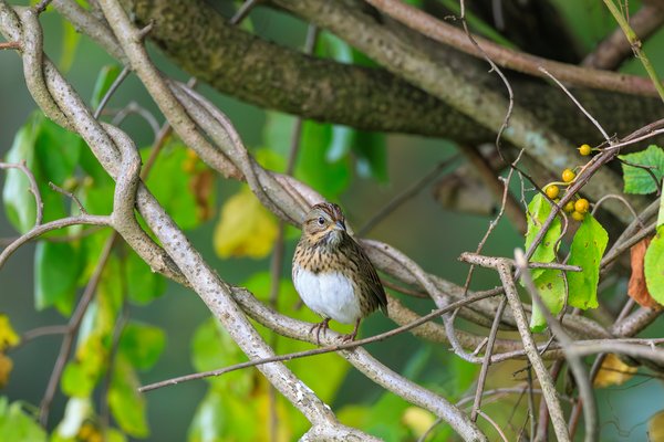 Lincoln's Sparrow