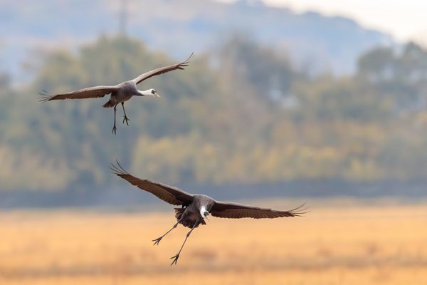 White-naped Crane