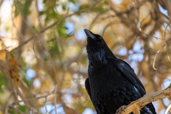 Common Raven