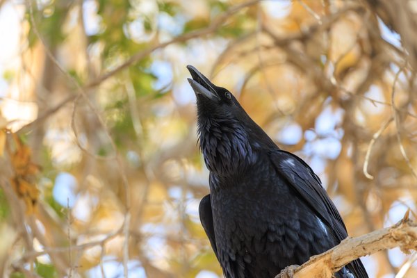 Common Raven
