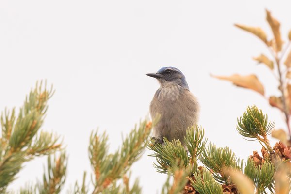 Woodhouse's Scrub-Jay