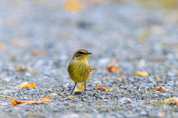 Palm Warbler