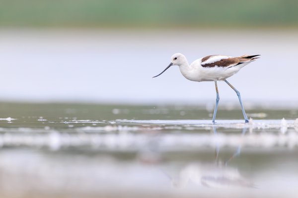 American Avocet